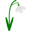 Snøklokke januar Fødselsmåned Blomst Bursdag