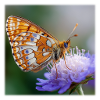 Papillon nacre sur macro fleur violette