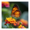 Papillon doré sur fleur éclatante