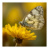 White butterfly on yellow flower