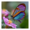 Iridescent butterfly on delicate flower