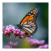 Monarch Butterfly Macro