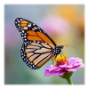 Monarch Butterfly on Verbena Macro