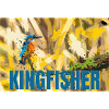 KINGFISHER