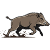 Course de sanglier Chasse d’attaque