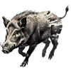 Wild Boar Ink Tattoo Drawing