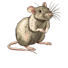 Rat Rat