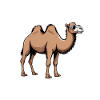 Camel Saying, Funny Camel Gift