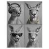 Kangaroo
