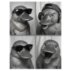 Ornithorynque