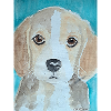 Chiot Beagle, aquarelle