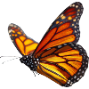 Monarch Butterfly in Flight Nature Design