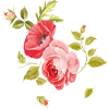 Rosenbouquet 