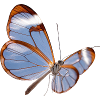 Conception transparente papillon Glasswing