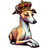 Whippet Greyhound Whippets Greyhound Owner