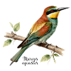 European bee-eater, illustration Merops apiaster