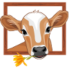 Cute peeking calf in wooden frame