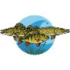Perche, brochet, zander, prédateur, pêche