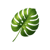 Monstera Leaf Tropical Green Shimmer