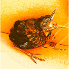 Hungrige Amsel