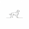 Golden retriever