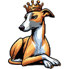 Whippet Windhund Whippets Windhundbesitzer