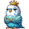 Budgerigars Budgie Owners Budgies