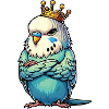 Budgerigars Budgie Owners Budgies