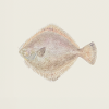 Aquarelle poisson plie – Illustration maritime
