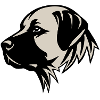 Kangal Anatolian Shepherd Dog