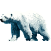 Polar Bear Polar Bear