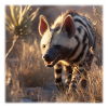 Striped Hyena Desert Wildlife Nature Design