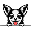 Chihuahua with paws