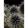 Impression over thistles