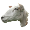 Schafkopf