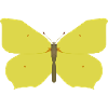 Papillons : Le papillon citron