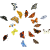 Butterflies: German butterflies