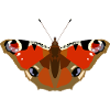Papillons : Le papillon paon