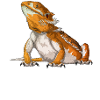 The Beard Whisperer