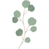 Eucalyptus Leaf Sprig