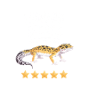 Leopard Geckos Review Badge