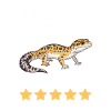 Leopardgecko-Stolz-Illustration