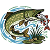 Pike catches roach