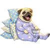 Müder Mops im Pyjama Hund