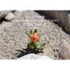 Power through faith Flower of Strength