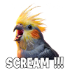 Funny Cockatiel T, Screaming Bird Meme
