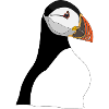Puffin Head Print