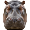Hippopotamus Portrait Detail Wildlife Design