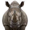Rhino Portrait Wildlife Nature Design