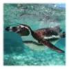 Penguin Sous-marin Turquoise Nature Nature
